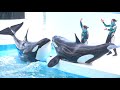 お久しぶりです【2021年4月12日11 00】orca performance kamogawa sea world japan