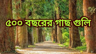 Jessore Road \u0026 Trees | ‌যশোর রোড ও গাছগুলি | Documentary