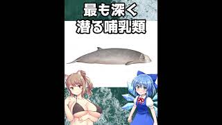 水深2992mまで世界一深く潜る哺乳類、アカボウクジラ　#shorts