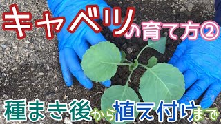 キャベツの育て方② 種まき後から植え付けまで編　2022年