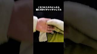 こたつに入ろうとしたら猫と犬が中でイチャイチャしてた...笑#shorts