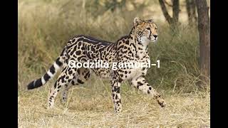 King cheetah vs cheetah