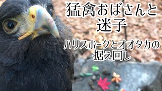 【迷子】オオタカとハリスホークの据え回し