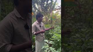 மூன்று வருடம் வரை காய்க்கும் காந்தாரி மிளகாய்  #shorts  #chilli #tree #seeds #countryseeds #jailer