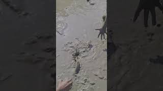 Waoo amazing fishing #shortvideo #twofish #fishcatching #viralvideo #fish #wired2fish #trending