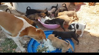 After take my children back school give the food for hungry puppies