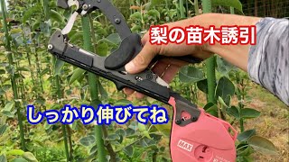 梨の苗木の誘引。カラス罠にはヤツが来た