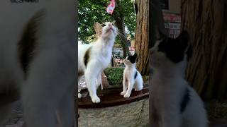 猫モフられにきた#istanbul #トルコ #イスタンブール #猫 #感動猫動画