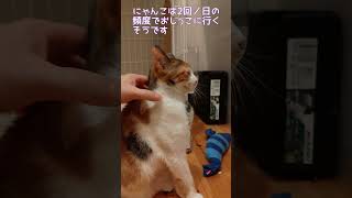 雅が元気になりました🥰　#short,#にゃんこ, #保護猫, #猫, #ねこ, #cat, #子猫