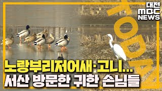 도심의 '겨울 진객' 철새 겨울나기 한창/대전MBC