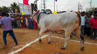 కోడూరుపాడు 4 వ జత YPR Bulls ఏల్చల ప్రసన్నా రెడ్డి గారు నాదర్గుల్ గ్రామం బాలాపూర్ మండలం