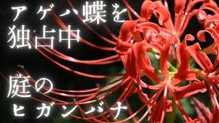 【庭のヒガンバナ】アゲハ蝶に大人気のヒガンバナ　（おまけはオンブバッタ）　~Licoris blooming in the garden~