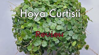 Costa Farms Hoya Curtisii Review