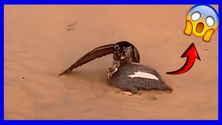 Hawk Attacks Guinea Fowl!