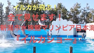 EP 5《新潟市水族館マリンピア日本海》これは感動！全編『イルカショー』 #ソロ活ゲイのひとり旅