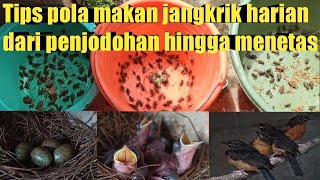 Tips pola makan jangkrik‼️mulai dari penjodohan‼️angkut sarang‼️bertelur‼️mengeram‼️hingga menetas‼️