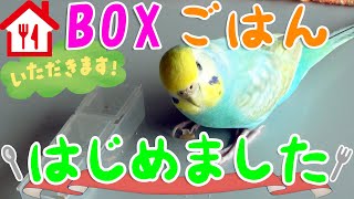 フォージングにチャレンジ！一枚上手のインコがとった行動は？