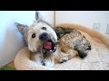 元野犬が鹿の角をかじるだけの癒やし動画（asmr）