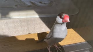 ベランダにいる飼い主を見て焦る文鳥 あずき　Java sparrow