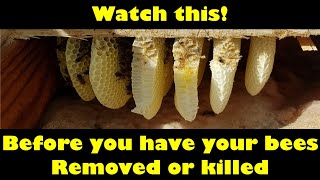 Before you have your bees removed or killed watch this | We Save Bees