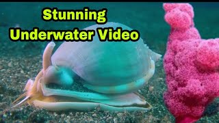 4K Stunning Underwater || Relaxing Music || Anilao Diving