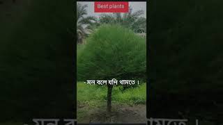 পবন ঝাউ গাছ কিনতে কল করুন ☎️+8801717807336 #best_plants_bangladesh