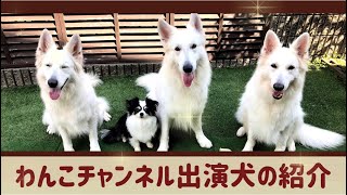 わんこチャンネルの犬紹介動画です