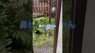 ネコと子ネコとおじさん　雨の日のニャンズ‼️続々帰宅‼️でもブルーガは⁉️ #shorts #cat #cats #猫 #クロネコニャー #ブルーガ #ハチワレニャン #鼻ピンクちゃん #猫動画