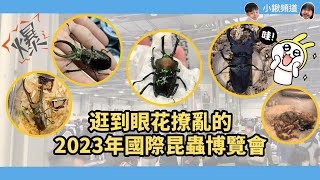 帶大家逛逛的2023年台灣國際昆蟲博覽會~~【小鍬頻道】