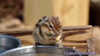 エサを食べるシマリス。さいたま市市民の森 りすの家(りすのうち)