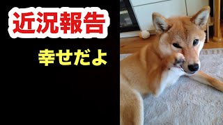 里親さんから【近況報告】幸せなくるみちゃん