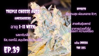 Ep.39 คลิปแรกของปี 2566 ปลูกกัญชา Triple Cheese 1-11 week ต้นอ่อน-เก็บเกียว