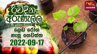 Rividina Arunella - ලෙඩ රෝග නැසූ ගෙවත්ත | 2022-09-17 | Agriculture Programme