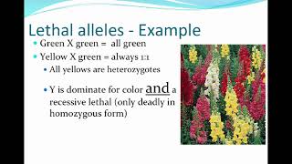 AGRI 305 - CH5B - Lethal and Multiple Alleles