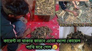 কারেন্ট না থাকার কারনে এতো গুলো কোয়েল পাখি মরে গেল😢#কোয়েল #vlog #birds #incubator #village #farming