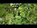 black faced solitaire siinging costa rica