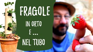 Coltivare FRAGOLE in un TUBO e nell'ORTO