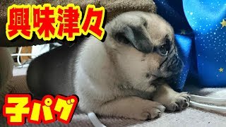 興味津々の赤ちゃん犬　生後５９日目→２年後こうなります。うちのパグ『おまめ日記』《ブサかわパグ動画》