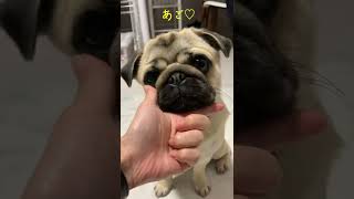 あご♡ 【パグPug】