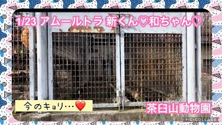 1/23 茶臼山動物園 アムールトラ 新くん\u0026和ちゃん♡