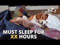 How Much Sleep Beagles Actually Need?