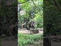 പാവം ആ ആനക്ക് ഒരു ഉഷാറില്ല 🥲 kerala elephant guruvayoorelephants shortsfeed aana keralaelephan