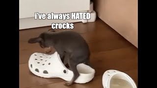 Dog vs Crock