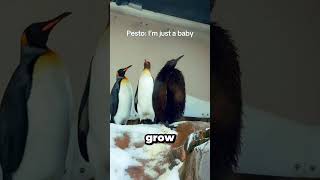 Meet Pesto: The Penguin Who Grew… and Grew… and Grew! #pesto   #animals  #cute #funny  #shorts