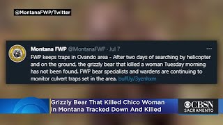 Grizzly Bear That Killed Chico Woman In Montana Tracked Down And Killed