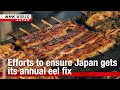 Efforts to ensure Japan gets its annual eel fixーNHK WORLD-JAPAN NEWS