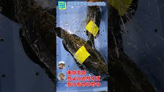 日本三大珍味「からすみ」の原料ボラ発見！宇和島魚市場に行ってきました #shorts