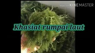 khasiat rumpai laut