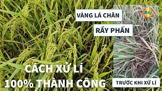 CÁCH XỬ LÍ HỰT VÀNG LÁ CHÂN - TÁI TẠO BỘ RỄ - HỒI SỨC LÚA TRỔ 100%