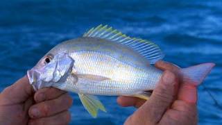 Key Largo Florida Fishing for Patch Reef Snapper Fun for Kids